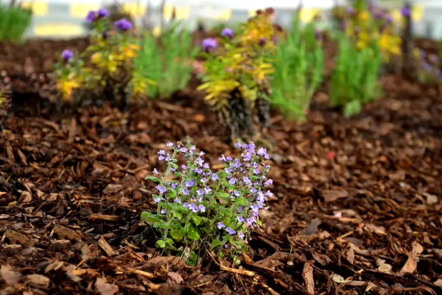 How To Prevent Mulch From Decomposing Too Quickly Pontiac, MI How To Prevent Mulch From Decomposing Too Quickly Pontiac, MI
